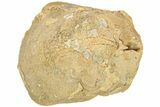 Silurian Brachiopod (Pentamerus) Fossil - Iowa #212147-1